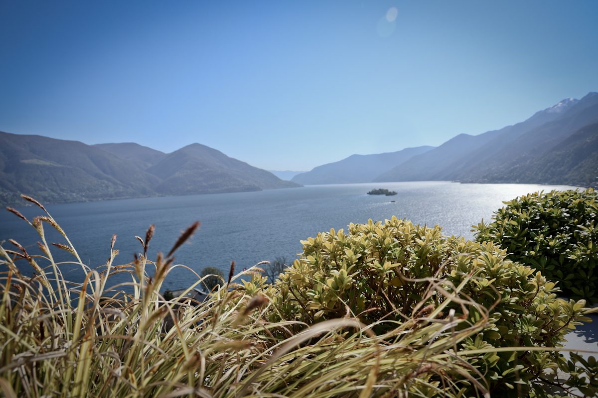 Blick über Ufergräser auf den Lago Maggiore