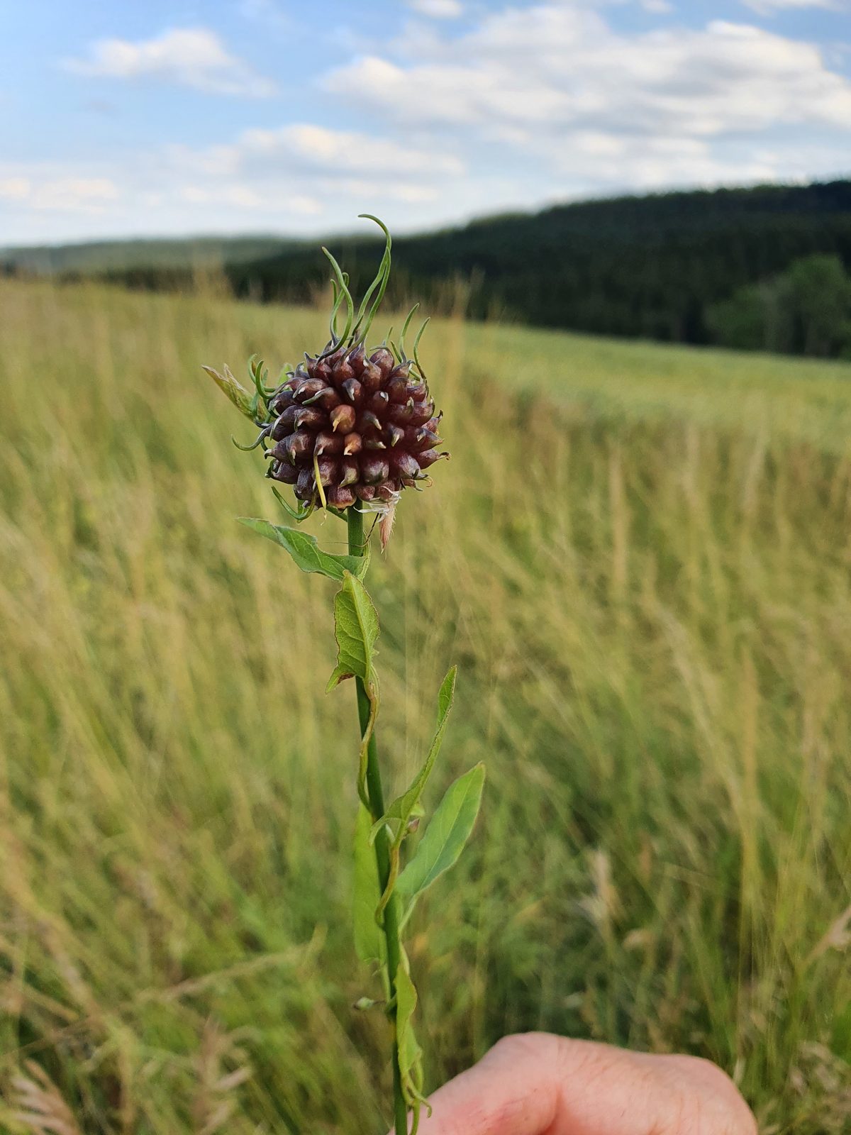 Hand hält eine Wildpflanze vor weiter Wiesenlandschaft